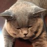 maiii cat profil fotoğrafı