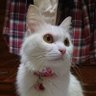 白猫のハルと猫響と黒猫のナーゴ 的头像