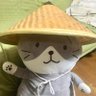 Profilbild von カサコ ねこ