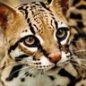 DiePensarn's profile picture