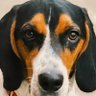Фото профиля Petty Beagle