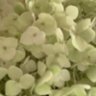 Фото профиля Hayat Jaafari