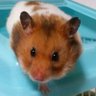 ハムスター結城's profile picture