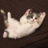 ねこちん🐾² profil fotoğrafı