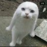 doge bombado's profile picture
