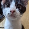 カノン♪四字熟語の音色♬'s profile picture