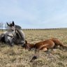 Apricot Valley Thoroughbreds profil fotoğrafı