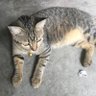 Yuuyii's profile picture