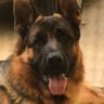 Major Tom's profile picture
