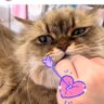 yayoi🐈️ profil fotoğrafı