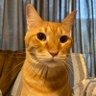 くらぺー profil fotoğrafı