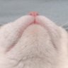 ひー または ひょろ profil fotoğrafı