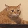 Profilbild von meow