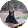 poolblue's profile picture