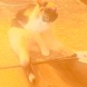 Profilbild von MishkaTheKat