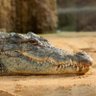 Фото профиля Crocotros