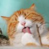 Imaginary Cat Owner 的头像