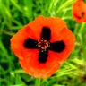 Uliana Crimean's profile picture