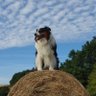 Profilbild von Lerova