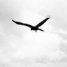 rosso_rosso's profile picture