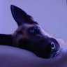 Profilbild von Jay Lee (@jayleec.bsky.social) 🌊❤🐕🐕❤⚽️ 🇺🇦