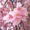 うなぎ 的头像