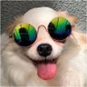Veiga's profile picture