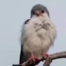 ʕ•̫͡•ʔ's profile picture