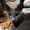 中村勝樹's profile picture