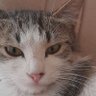 Ahmet's profile picture