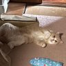 Фото профиля ねこよし