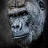 Pioneer's profile picture