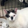 kidcatmeaow's profile picture