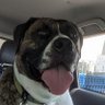 Profilbild von Annie & Kojo (humom & big dog)