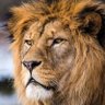 Фото профиля Emre Minareci