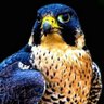 Profilbild von Abu Abd