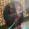 Profilbild von Monkey
