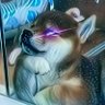 schleep profil fotoğrafı