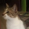 Firebug fighter's profile picture
