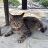 またたびでニャー's profile picture