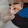 Ave_Ballbuzard profil fotoğrafı