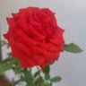 Raafat Al_Ayaari 的头像