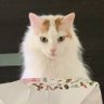 Фото профиля nyaw🩵(=^ ω^=)💚