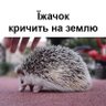 Фото профиля Їжачок кричить на землю