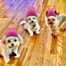 Фото профиля Puppies Resisting a Red State 🟧. Wear your 😷. 🐶