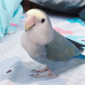 susie๐๐ฎ's profile picture