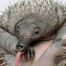 Фото профиля Echidna echidna