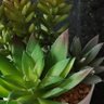 Фото профиля contribuyente_1x10^12