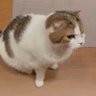 edsheerangamingwii profil fotoğrafı