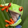 Milkfrog 🥛🐸's profile picture